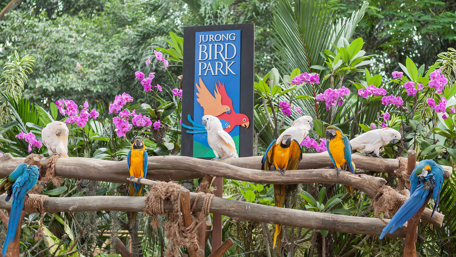 Tiket Jurong Bird Park