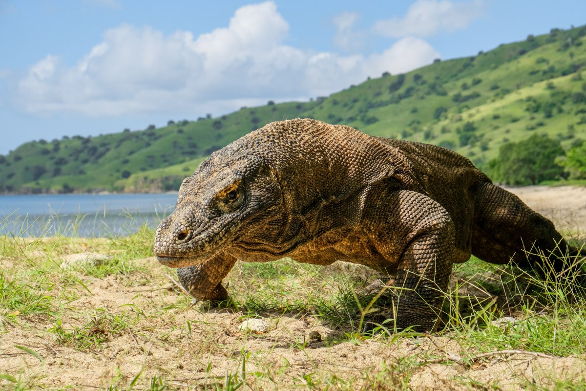 2D/1N Komodo Rinca Pulau Kalong