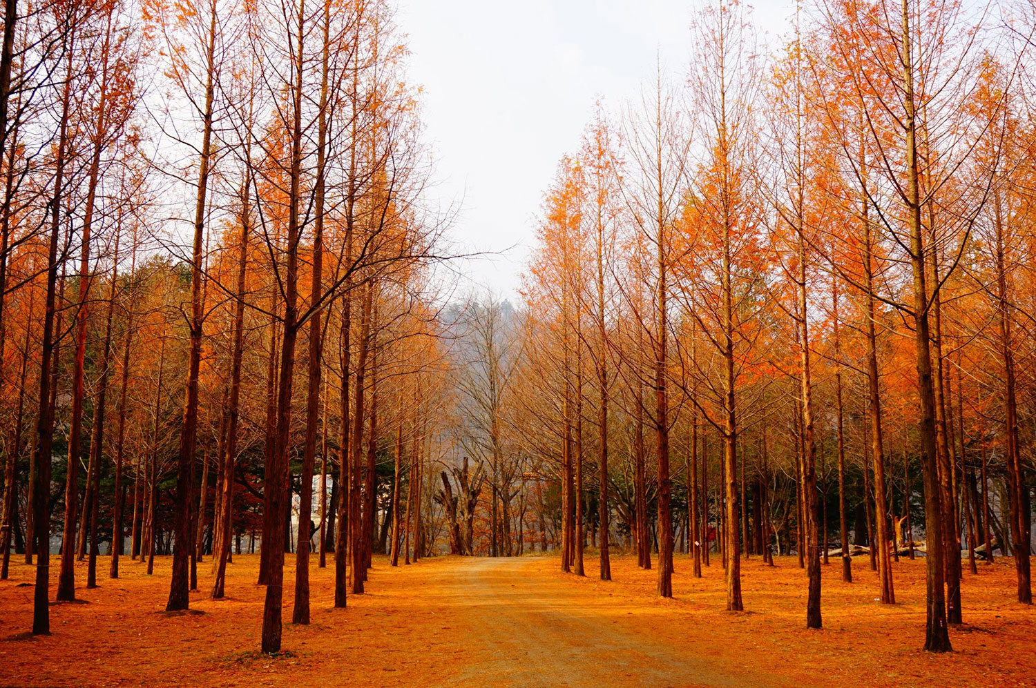 6D/4N Trendy Autumn Korea Nami Island by Asiana Airlines