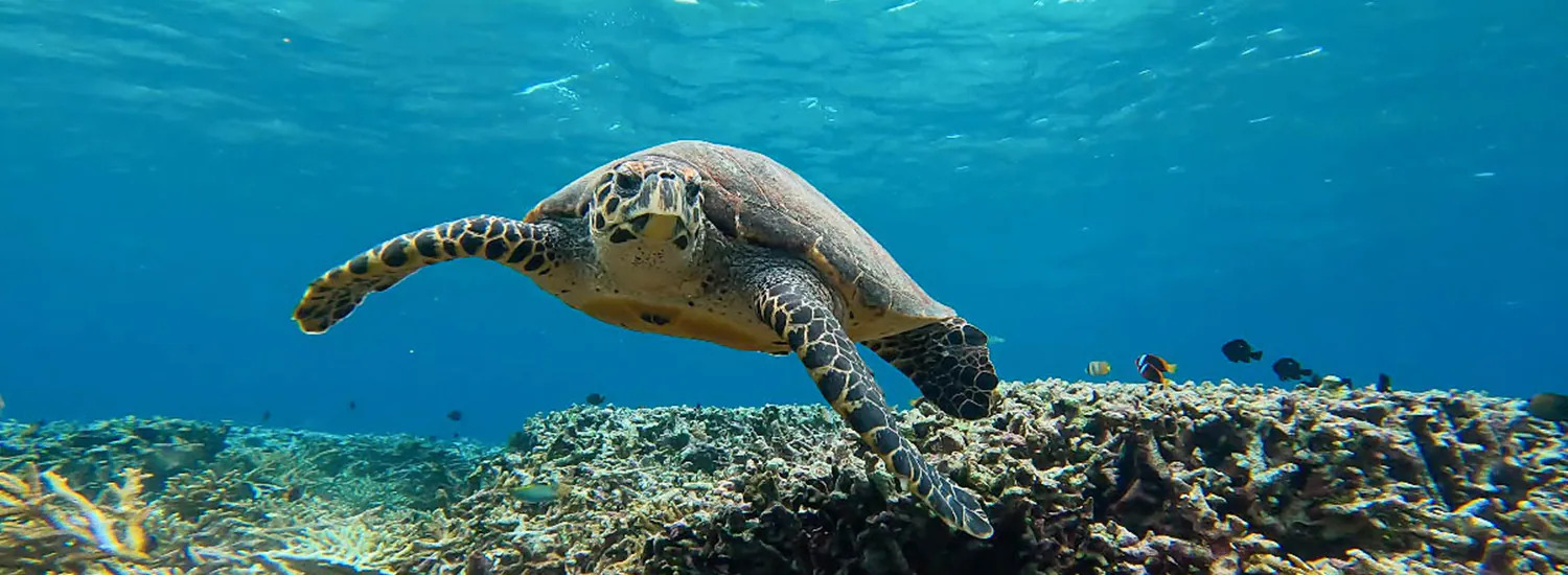 Harmoni Persahabatan Manusia dengan Laut di Desa-desa Wisata Wakatobi